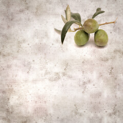 Fototapeta na wymiar stylish textured old paper background with small branch of olive tree with fruit