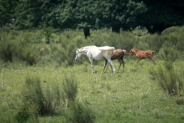 Caballo blanco y su potrillo