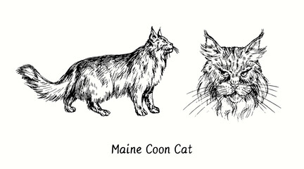 Maine Coon Cat collection, head front view and standing side view. Ink black and white doodle drawing in woodcut style