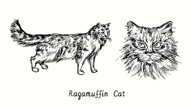 Ragamuffin Cat collection, head front view and standing side view. Ink black and white doodle drawing in woodcut style