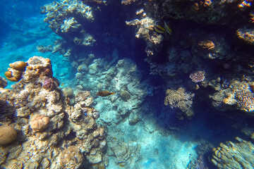 Naklejka na ściany i meble Amazing underwater world of the Red Sea beautiful tropical fish swim in the distance