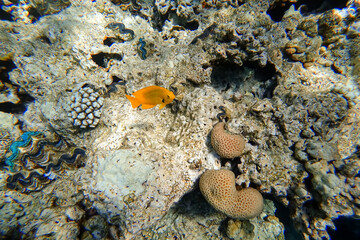 Amazing underwater world of the Red Sea bright fish of colorful colors swim near the coral