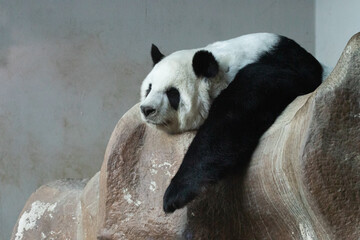 Fototapeta premium Sleeping Panda on the rock