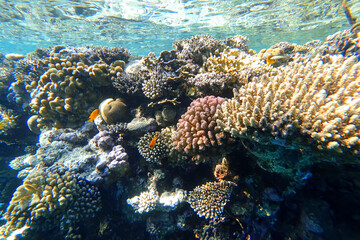 Naklejka na ściany i meble Amazing underwater world of the Red Sea tropical fish swim into corals