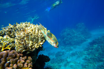 Amazing underwater world of the Red Sea close-up of a tropical fish that swims
