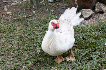 Close up White Duck Sitting on the Ground
