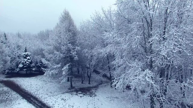 4k drone clip movie of winter december forest with snow and blue landscape of freeze