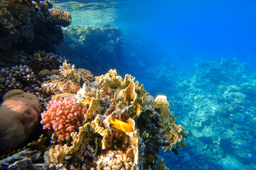 Fototapeta na wymiar Amazing underwater world of the Red Sea beautiful colorful corals on the background of the blue abyss