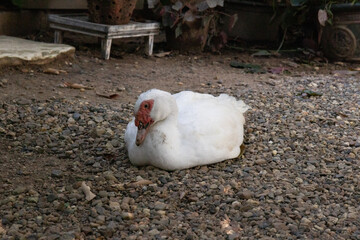 Close up White Duck Sitting on the Ground