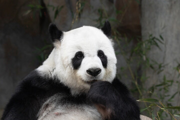 Cute pose of a sweet female panda