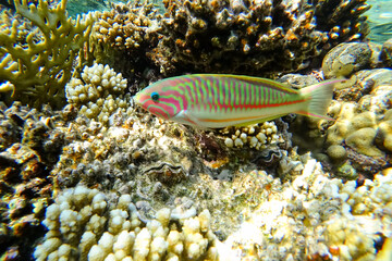 Amazing underwater world of the Red Sea colorful tropical striped fish swims above the surface near coral