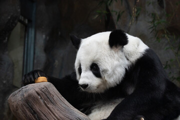 Fluffy Female panda , Lin Hui ,Staring at the treats Seriously