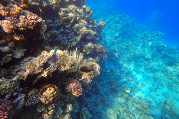 Naklejka na ściany i meble Amazing underwater world of the Red Sea tropical fish lurk near the corals