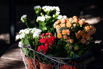 Colorful Flowers in a basket , decorated for table in the garden