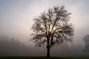 Baum im Gegenlicht und Nebel