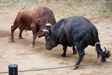 ぶつかり合う闘牛