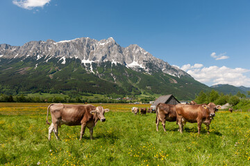 Fototapeta na wymiar Weide mit Kuh im Ennstal, Austria, Österreich, Steiermark