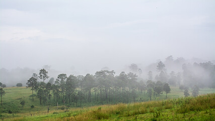 Naklejka premium forest landscape in the fog