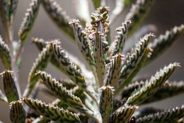 Kalanchoe serrata