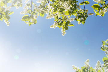 Spring or summer natural floral background. White flowers of bird cherry and blue sky. Beautiful nature.