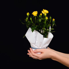 Hands holding a small bush of yellow roses in a pot isolated on black background. Trendy banner for Valentines Day, International Womens Day or mothers day.