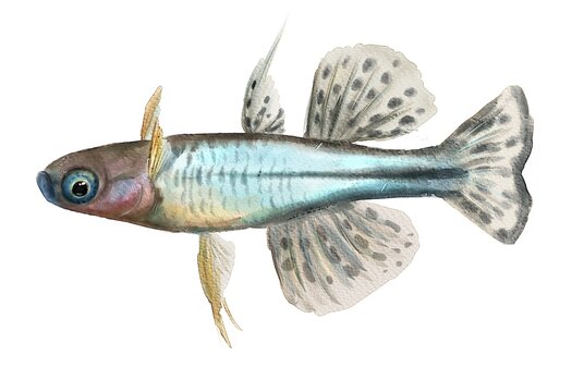 Pseudomugil gertrudae, watercolor fish, digital painting, animal.
