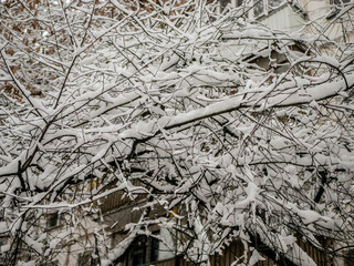 A snow-covered branch. Beautiful winter landscape with snow-covered trees. day light