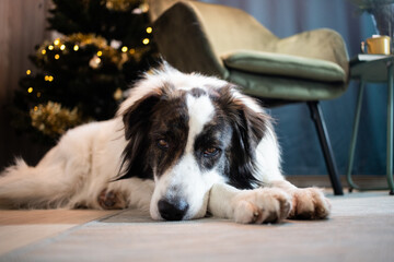 cute white dog at Christmas time at home