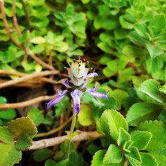 Fototapeta premium dragonfly on a flower