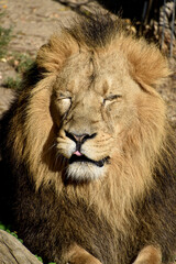 Lion , king isolated , Portrait Wildlife animal	