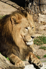 Lion , king isolated , Portrait Wildlife animal	