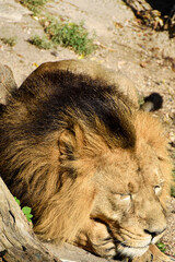 Lion , king isolated , Portrait Wildlife animal	