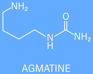 Agmatine or (4-aminobutyl)guanidine molecule. Skeletal formula.