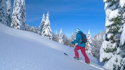 COPY SPACE: Woman splitboarding in Bohinj treks up hill covered in fresh snow.