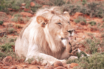 Lions in South Africa 