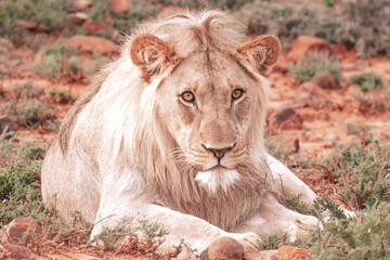 Lions in South Africa 