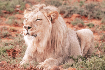 Lions in South Africa 