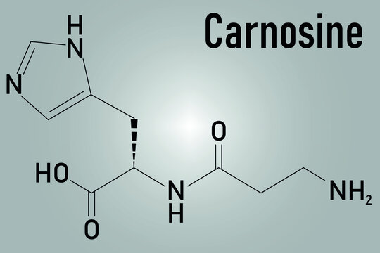 Carnosine or L-carnosine food supplement molecule. Skeletal formula.