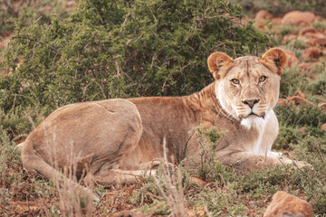 Fototapeta na wymiar Lions in South Africa 