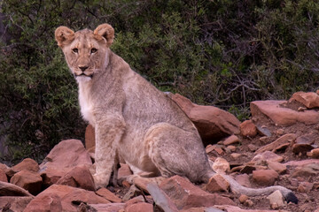 Lions in South Africa 
