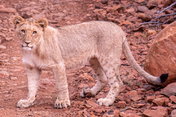 Obraz na płótnie Canvas Lions in South Africa 