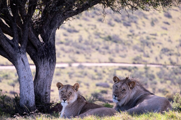 Lions in South Africa 