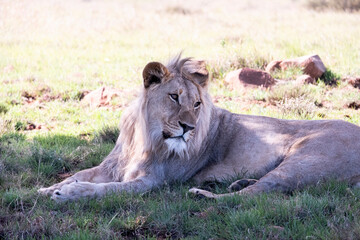Lions in South Africa 