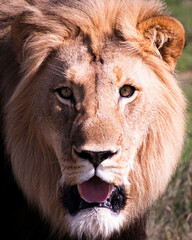 Lions in South Africa 