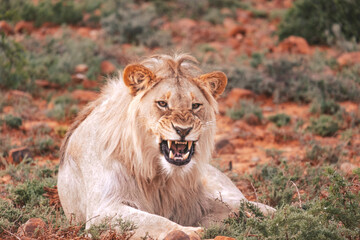 Naklejka na ściany i meble Lions in South Africa 