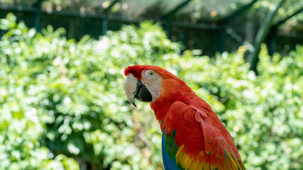 Red macaw in captivity