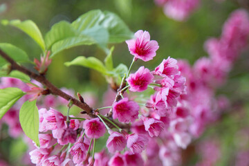 Cerejeira do Jardim Japones, Po&ccedil;os de Caldas, Minas Gerais