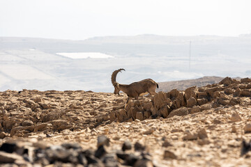 goats in the desert