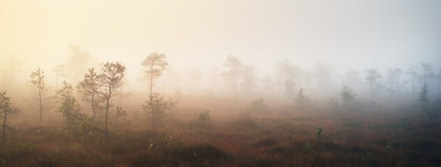 Bog in a morning mist at sunrise. Young pine trees. Clear sky. Idyllic landscape. Environmental conservation in Kemeri national park, Latvia
