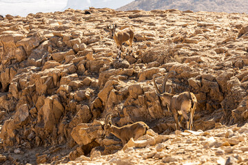 goat in the desert